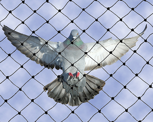 PIGEON SAFETY NET